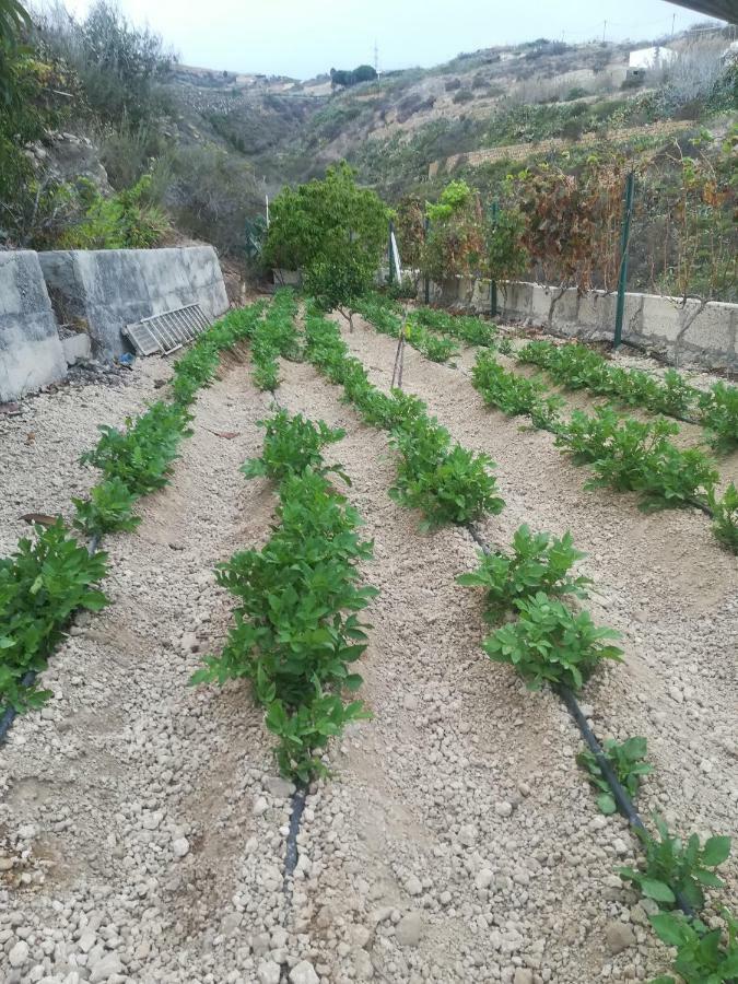Casita Rural Y Casa Cueva El Perucho Villa Güimar Eksteriør billede
